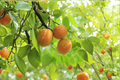 Tilton Apricot Tree Prunus armeniaca – 4–6 ft Live Fruit Tree