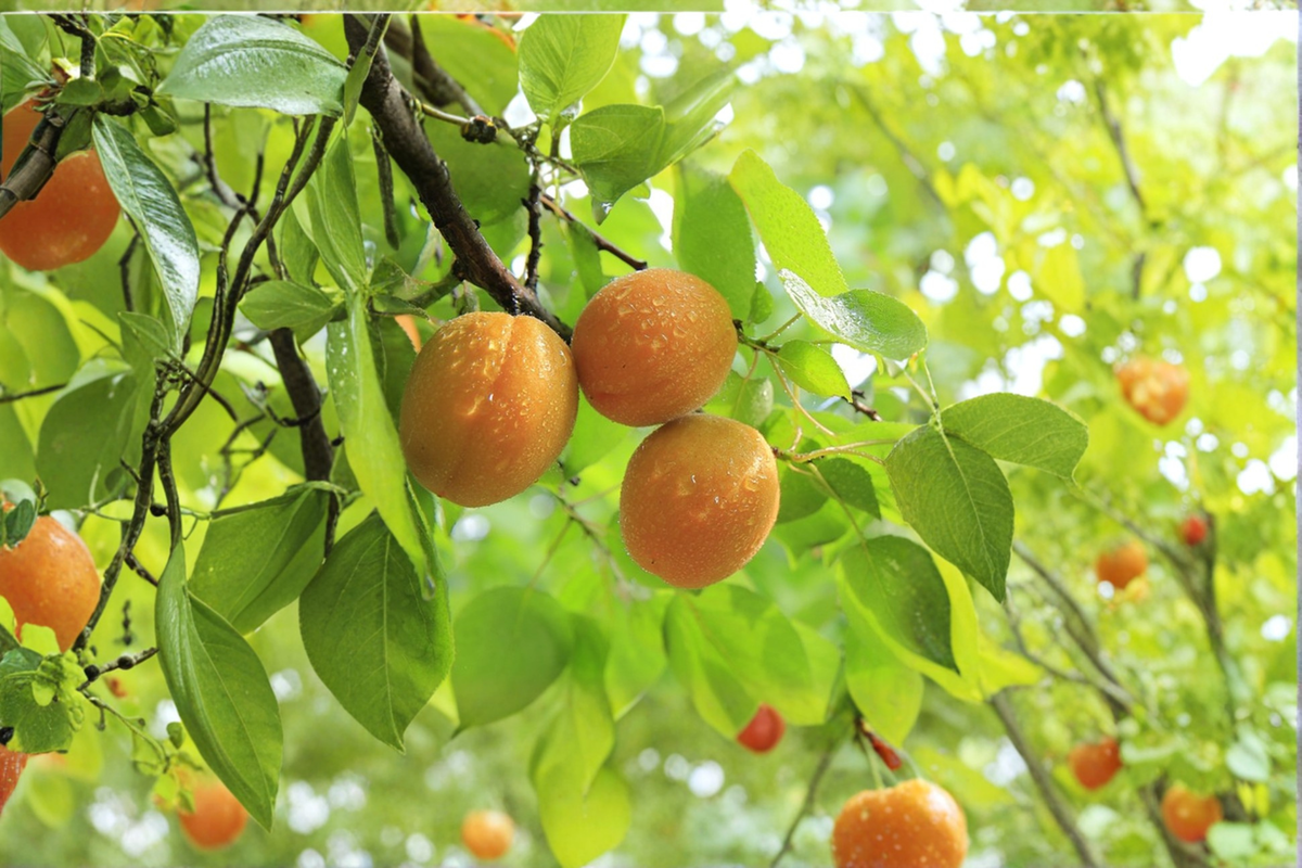 Tilton Apricot Tree Prunus armeniaca – 4–6 ft Live Fruit Tree