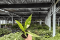 Philodendron Ring of Fire - 2 Live Plants in 4" Pot (Ring of Fire)