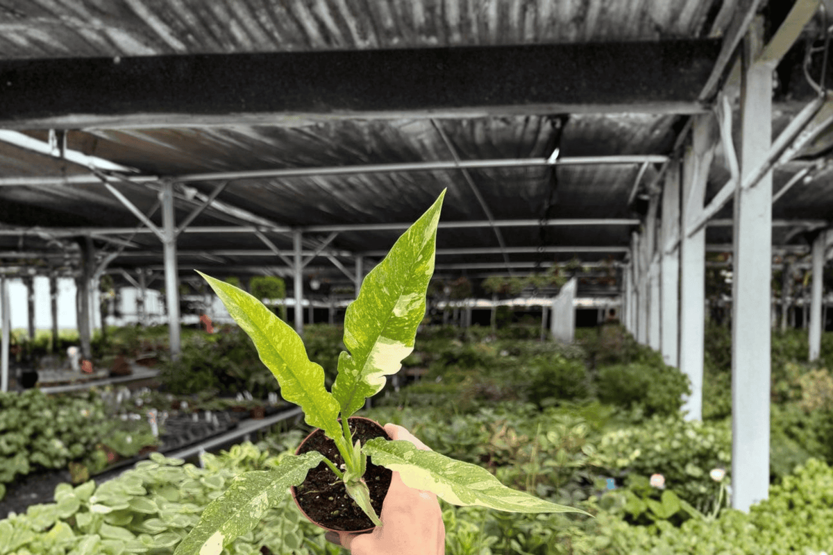 Philodendron Ring of Fire - 2 Live Plants in 4" Pot (Ring of Fire)