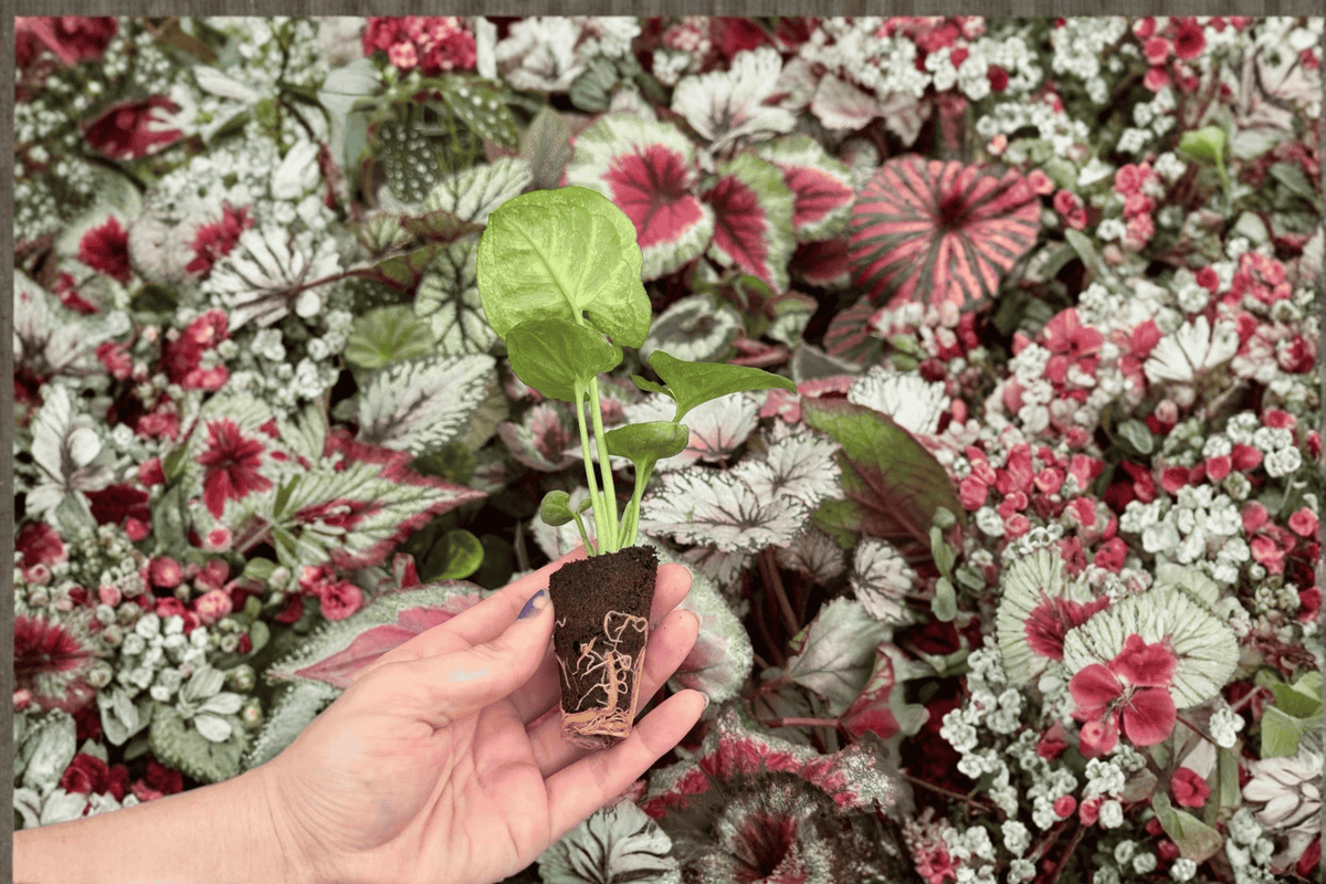 Syngonium Bob’s Allusion Starter Plants - 2 Live Plants in 2" Pots (No Pot Included)