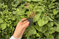 Begonia Lynda Evan - 2 Live Starter Plants in Soil Pods