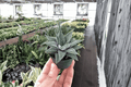 Haworthia Miami Starter Plants (2) – Bare-Root Succulent, 2-Inch Pots Not Included