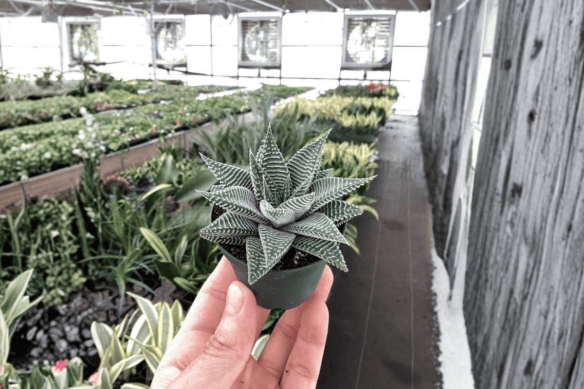 Haworthia Miami Starter Plants (2) – Bare-Root Succulent, 2-Inch Pots Not Included