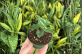 Quicksilver Wild Ginger (Asarum splendens 'Quicksilver') - 2 Live Starter Plants, 2-Inch Pots