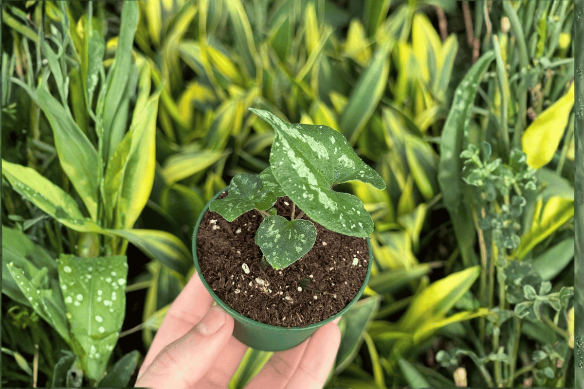 Quicksilver Wild Ginger (Asarum splendens 'Quicksilver') - 2 Live Starter Plants, 2-Inch Pots