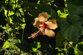 Madagascar Hibiscus Moscheutos - 3-5 Inch Rooted Starter Plant