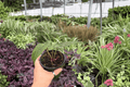 Anthurium FS x Goliath - 2 Live 4-Inch Potted Plants (Fort Sherman x Goliath)