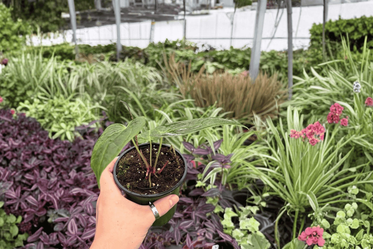 Anthurium FS x Goliath - 2 Live 4-Inch Potted Plants (Fort Sherman x Goliath)