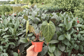 Anthurium Legend × Mag Live Plants (2) — 4-Inch Bare Root
