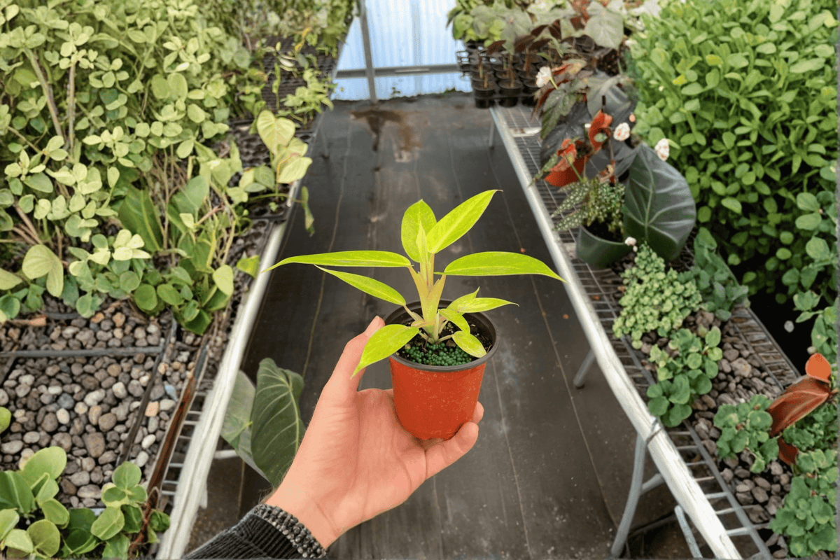 Philodendron Calkins Gold - 2 Live Plants in 4-Inch Pots