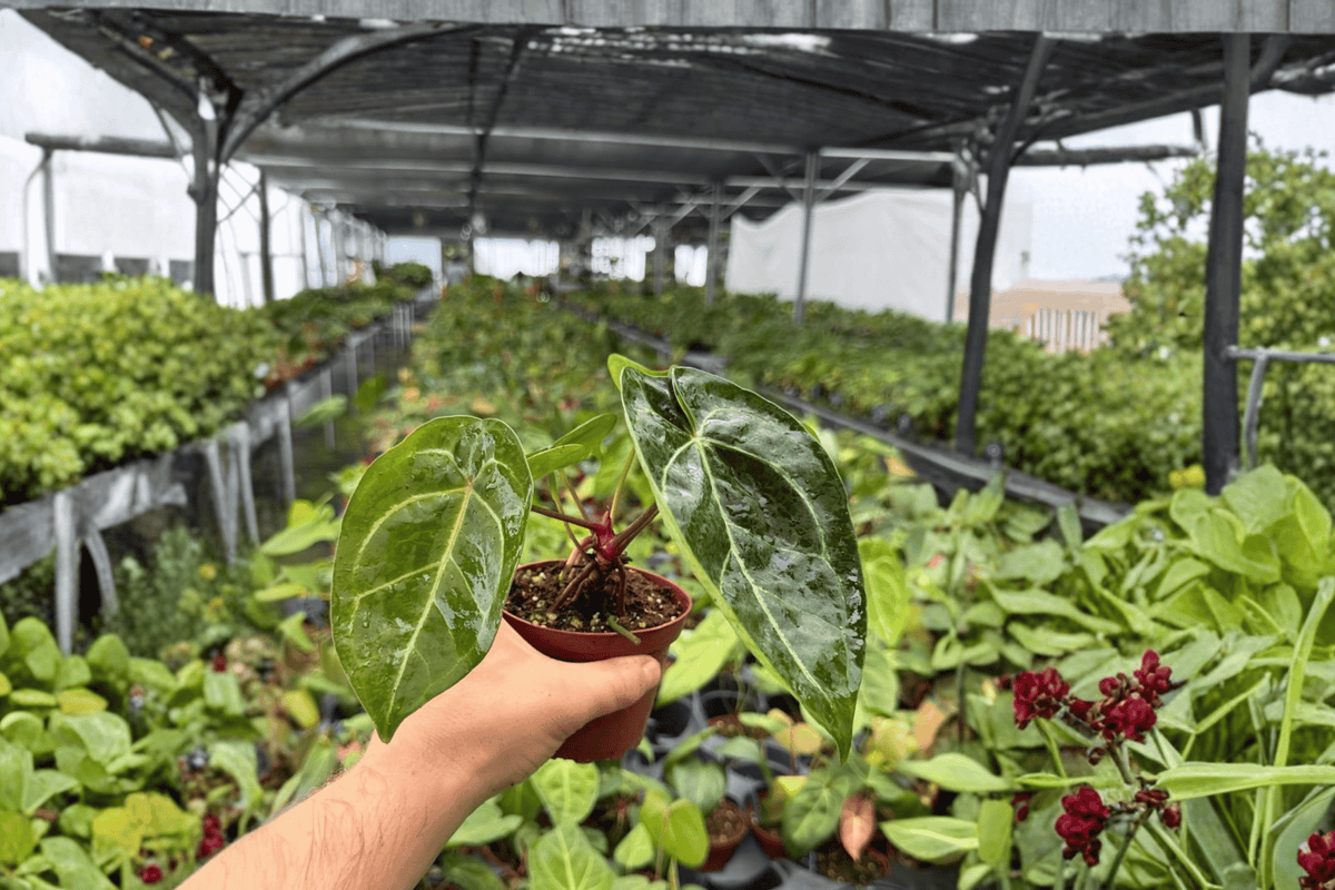 Antthurium Crystal × Papi Golden - 2 Bare-Root Live Plants, 4-Inch Pot (Exact Plants)