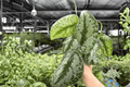 Scindapsus pictus Exotica 2 Live Plants in 4-Inch Pots – Potted, Exact Plants