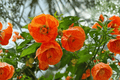 Lucky Lantern Tangerine Flowering Maple Abutilon (4-Inch Pot) - 1 Live Plant