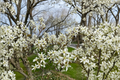 Autumn Brilliance Serviceberry Amelanchier × grandiflora ‘Autumn Brilliance’ 4-Inch Pot – Dwarf Shrub