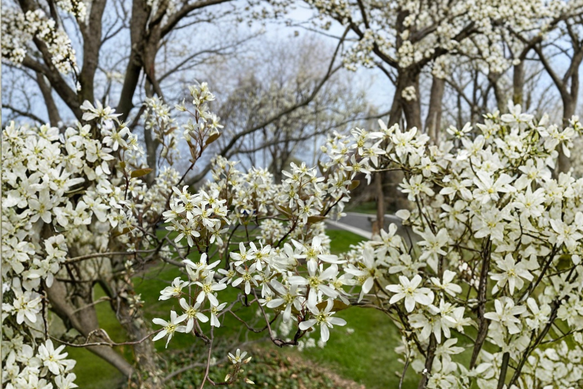 Autumn Brilliance Serviceberry Amelanchier × grandiflora ‘Autumn Brilliance’ 4-Inch Pot – Dwarf Shrub
