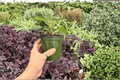 Anthurium Papi Red Sinus x K.O.S. - 2 Exact 4-Inch Live Plants (Bare-Root/Shipped Bare-Root)