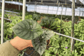 Alocasia nebula ‘Imperialis’ Starter Plants (2) | 2-Inch Pot