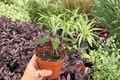 Anthurium FS x Blue Papi (Fort Sherman × Blue Papi) - 2 Exact 4" Pot Plants