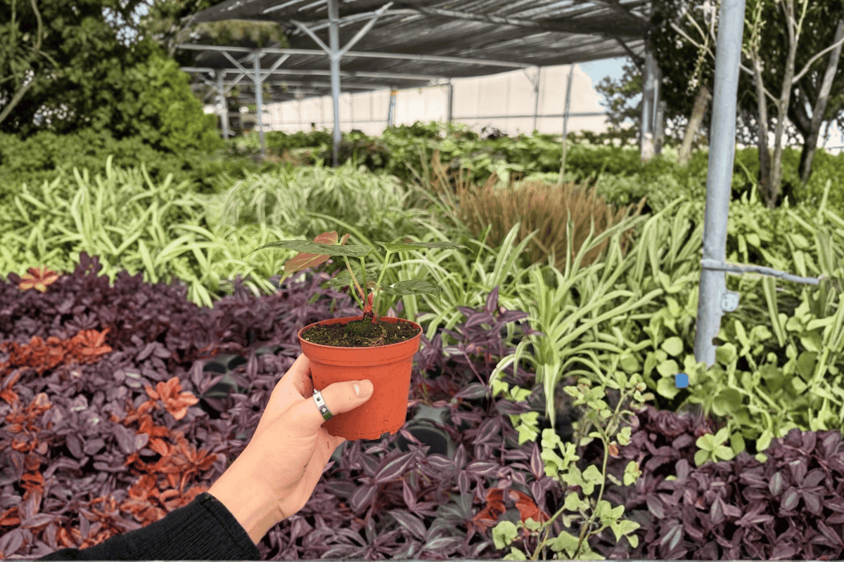 Anthurium Hoffmanii x MBR Live Plant Pair in 4-Inch Pots