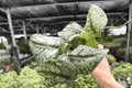 Scindapsus Exotica (Exotica Pictus) 2 Live Plants in 4-Inch Pots