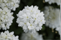 Vanessa White Garden Verbena Live Plant in 4-Inch Pot