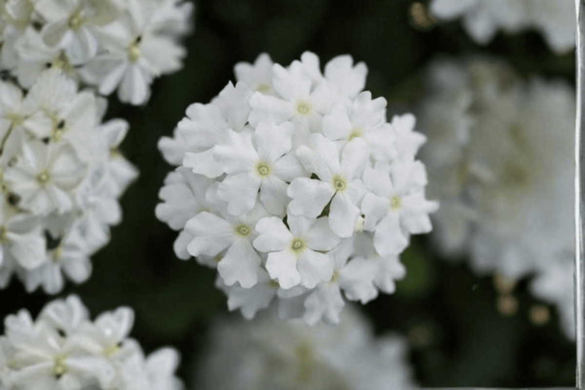 Vanessa White Garden Verbena Live Plant in 4-Inch Pot