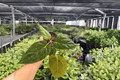 Anthurium Goliath x Darkest Panama Hybrid - 2 Live Plants in 4-Inch Pots