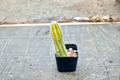 Variegated Peanut Cactus Live Plant in 2" Pot - Echinopsis chamaecereus Variegated