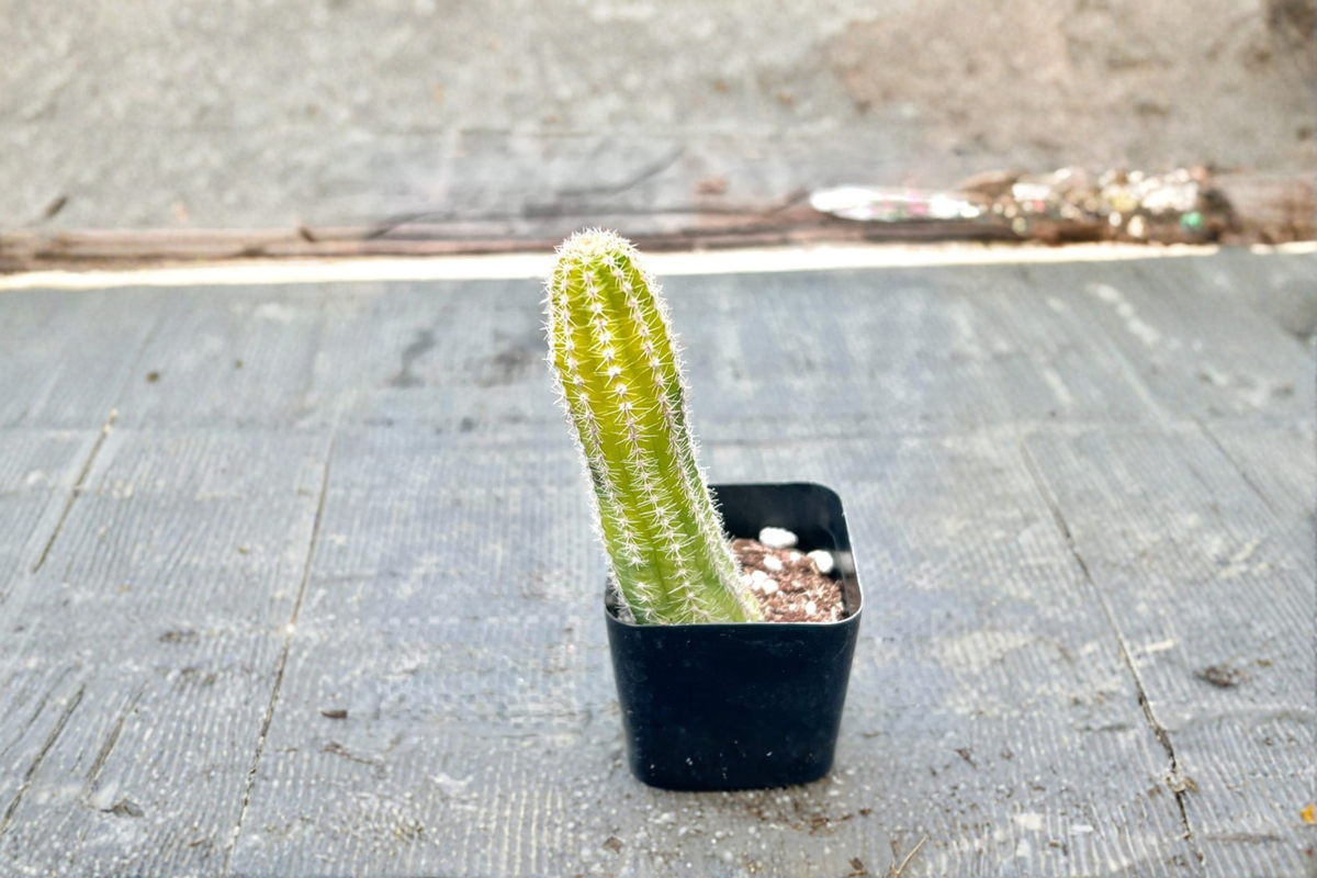 Variegated Peanut Cactus Live Plant in 2" Pot - Echinopsis chamaecereus Variegated