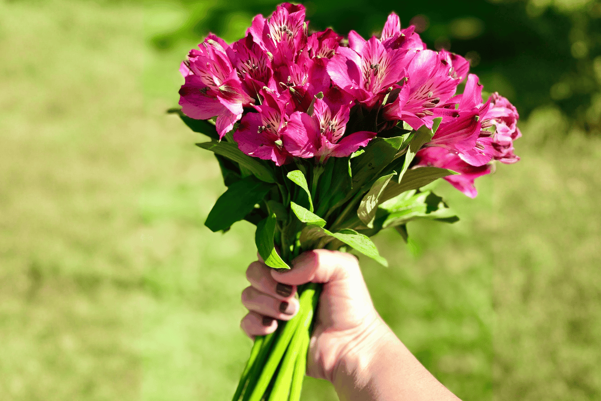 Princess Tamara Princess Lily Alstroemeria (1 Gallon) Live Plant