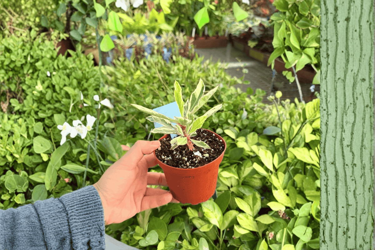 Variegated Crown of Thorns (Euphorbia milii) - 2 Live Plants in 4-Inch Pots