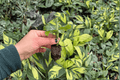 Calathea Orbifolia 2 Live Starter Plants | Goeppertia orbifolia, Soil Pod