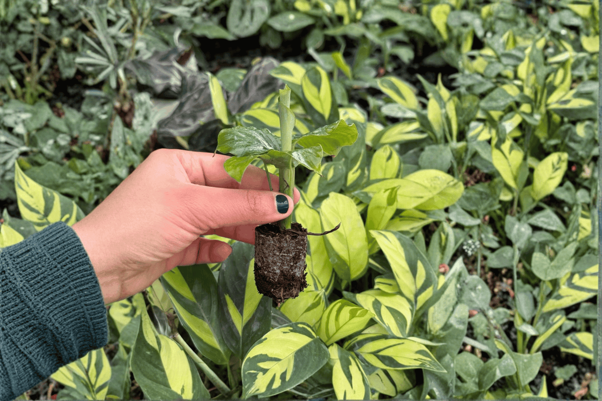 Calathea Orbifolia 2 Live Starter Plants | Goeppertia orbifolia, Soil Pod