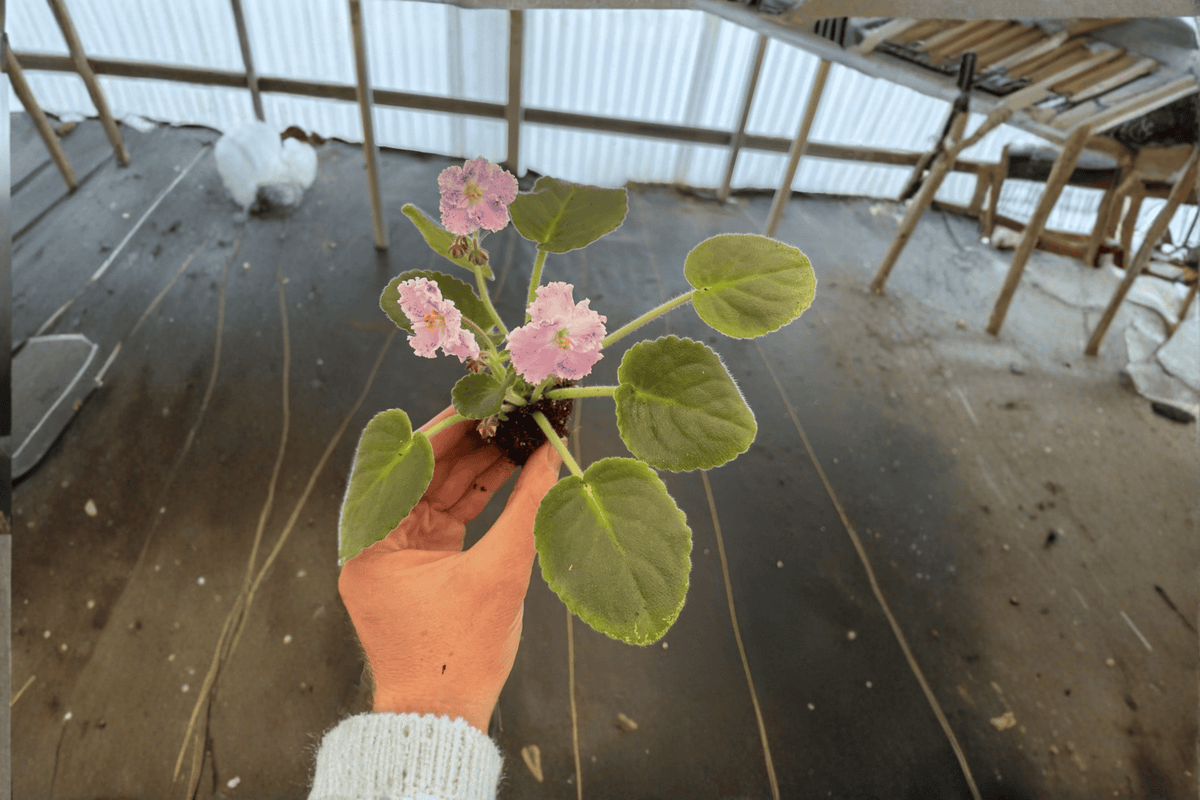 Amour Elite African Violet Starter Plants (2) – Streptocarpus ionanthus ‘Amour Elite’