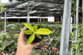 Philodendron Imperial Golden Starter Plants (2) – Bare Root, 2-Inch Nursery Size
