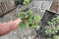 Lyon’s Private Dancer African Violet Starter Plants (Streptocarpus ionanthus) – 2 Live Plants