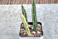 Pickle Cactus Live Succulent - 2 Inch Pot, Unusual Segmented Cactus