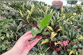 Philodendron Thai Congo Starter Live Plants (2-Inch) - 2 Pot Size, Bare Root