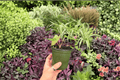 Anthurium Subsignatum × Regale Hybrid - 2 Exact 4-Inch Live Plants