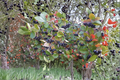 Purple Chokeberry Live Plant - Aronia × prunifolia, 1 Gallon Pot