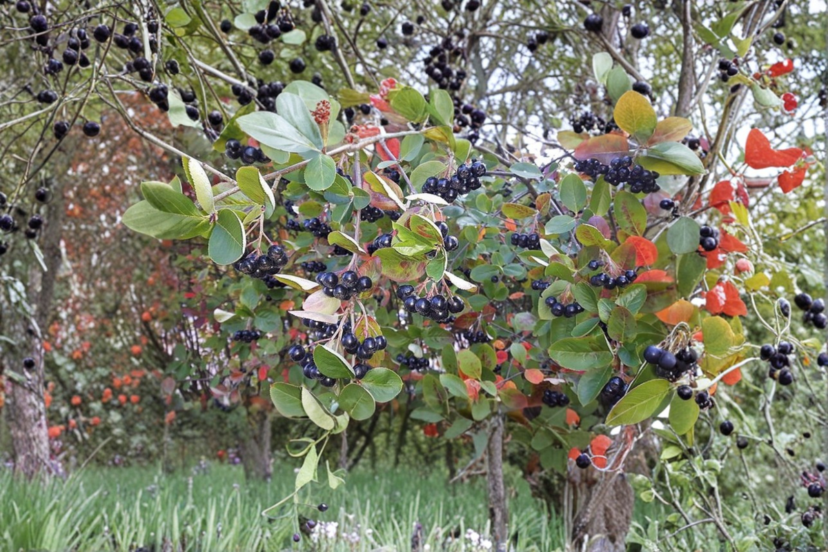 Purple Chokeberry Live Plant - Aronia × prunifolia, 1 Gallon Pot