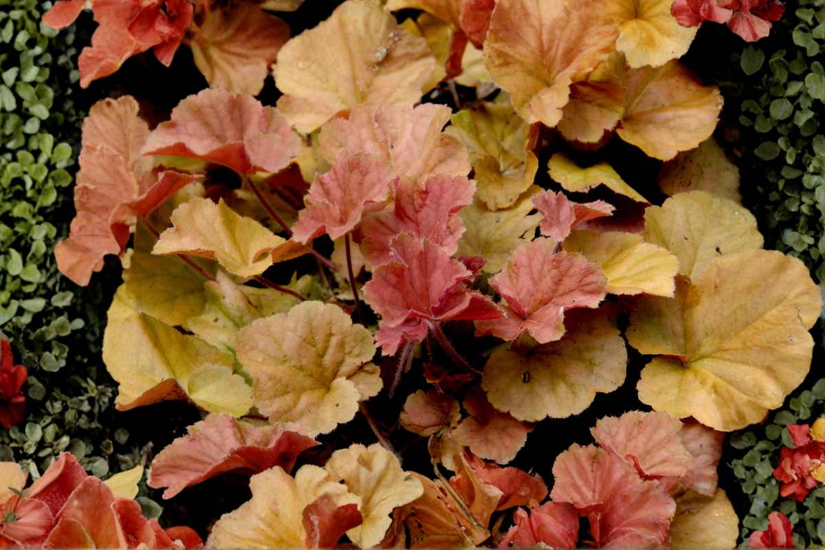 Delta Dawn Coral Bells Heuchera 'Delta Dawn' - 3 Rooted Starter Plants in 1 Quart Pots