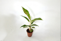 Aglaonema Night Sparkle Live Plant - 2 Inch Pot | Indoor Tropical Foliage