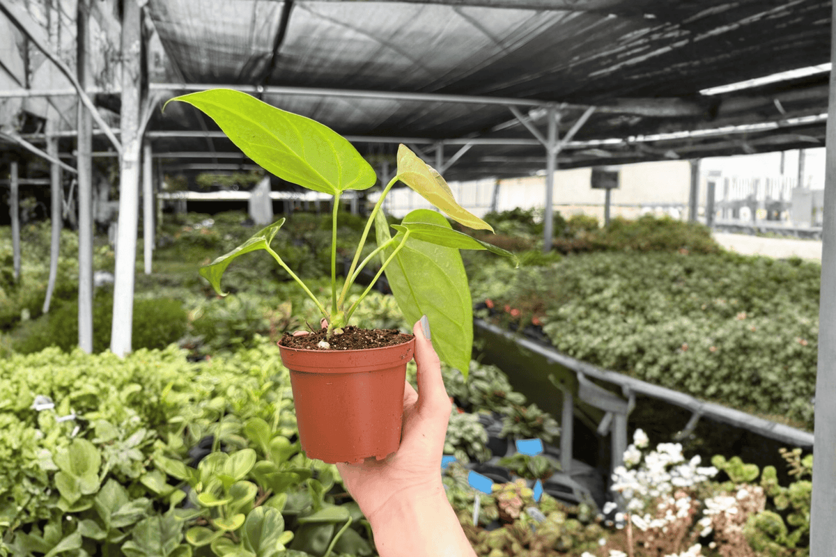 Anthurium Crystal x Papi Golden 2-Plant Live Anthurium Hybrid in 4-Inch Pots
