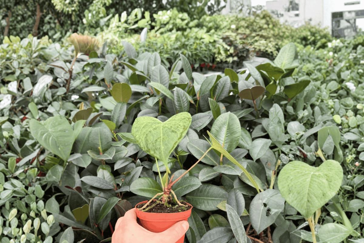 Anthurium Xone × Dressleri - 2 Bare Root Live Plants (4-inch)