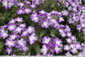 Hurricane Blue Verbena Live Plant – 4-Inch Pot