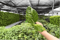 Variegated Rhaphidophora puberula Starter Plants (2) – Live Growing Plugs