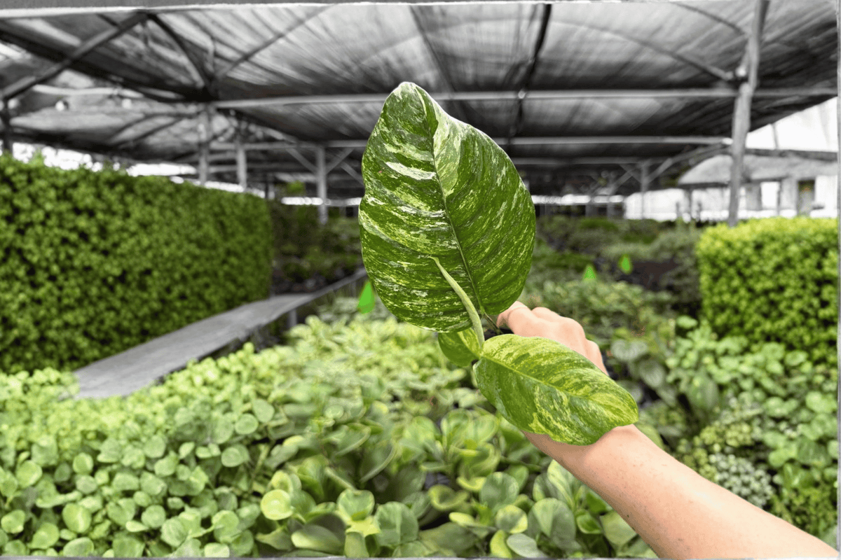 Variegated Rhaphidophora puberula Starter Plants (2) – Live Growing Plugs