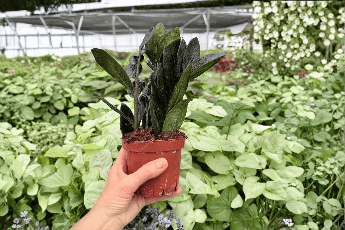 ZZ Black Queen 2 Live Plants in 4-Inch Pots - Zamioculcas zamiifolia 'Black Queen' (Exact Plants)